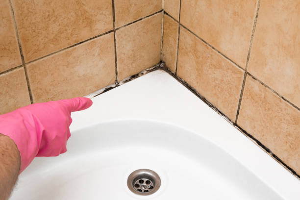 Professional Mold Removal in Westworth Village, TX